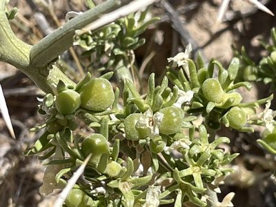 Menodora spinescens, photographed by Bobby McCabe