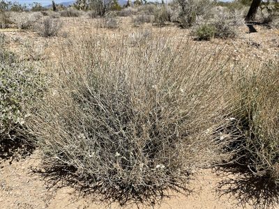 Psilostrophe cooperi, photographed by Bobby McCabe