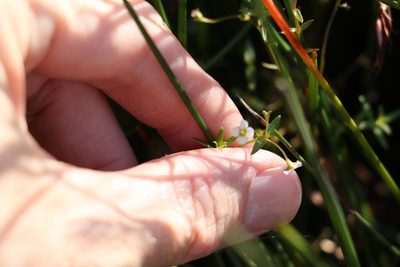 Mitrasacme paludosa, photographed by Greg Tasney