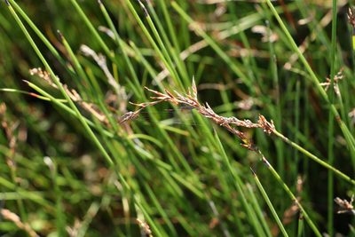 Schoenus brevifolius, photographed by Greg Tasney