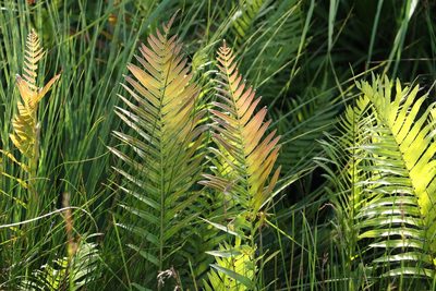 Telmatoblechnum indicum, photographed by Greg Tasney
