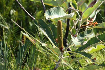 Banksia robur, photographed by Greg Tasney