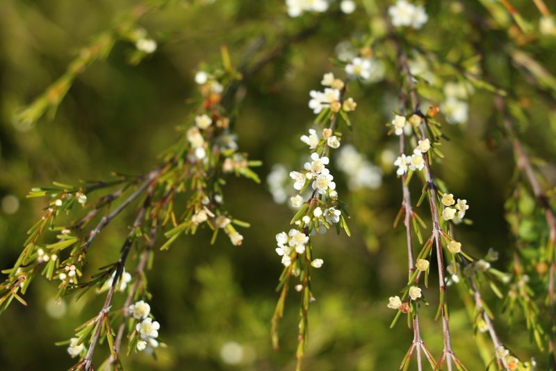 Baeckea frutescens, photographed by Greg Tasney