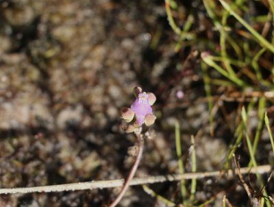 Utricularia caerulea, photographed by Greg Tasney