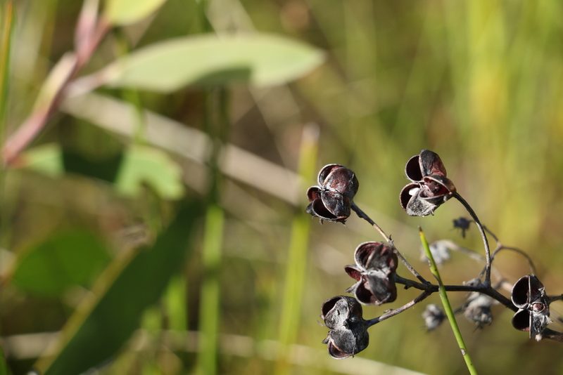Haemodorum tenuifolium, photographed by Greg Tasney