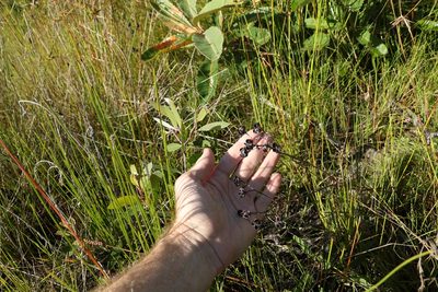 Haemodorum tenuifolium, photographed by Greg Tasney