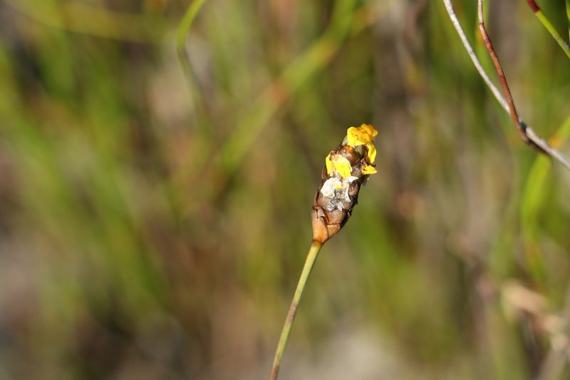 Xyris complanata, photographed by Greg Tasney