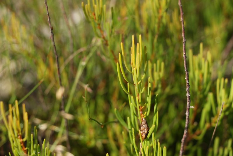 Strangea linearis, photographed by Greg Tasney