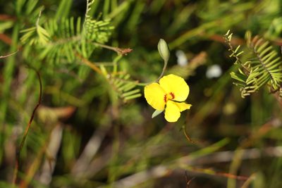 Gompholobium pinnatum, photographed by Greg Tasney