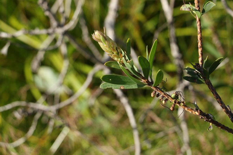 Melaleuca pachyphylla, photographed by Greg Tasney