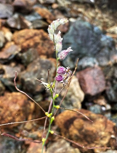 Streptanthus morrisonii, photographed by Roger Raiche