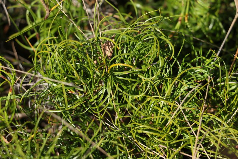 Caustis flexuosa, photographed by Greg Tasney