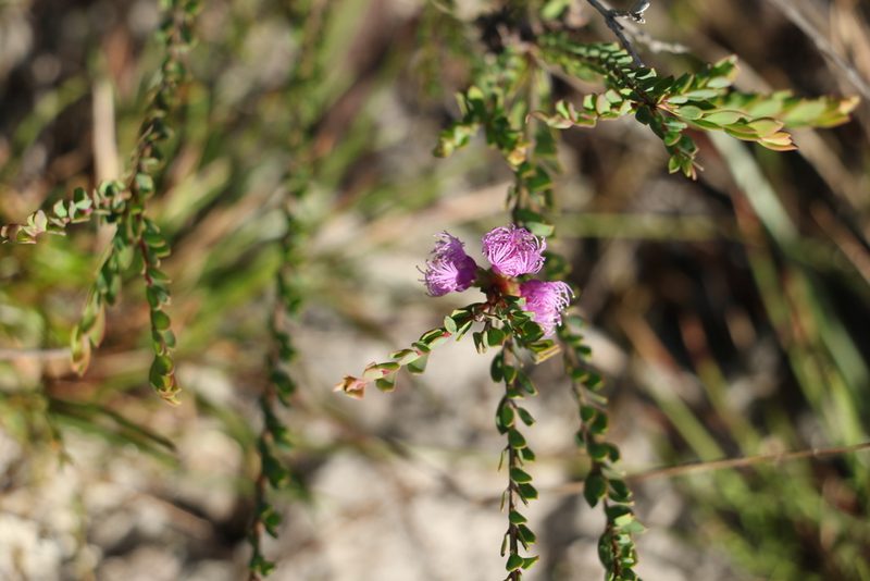 Melaleuca thymifolia, photographed by Greg Tasney