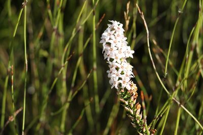 Epacris pulchella, photographed by Greg Tasney