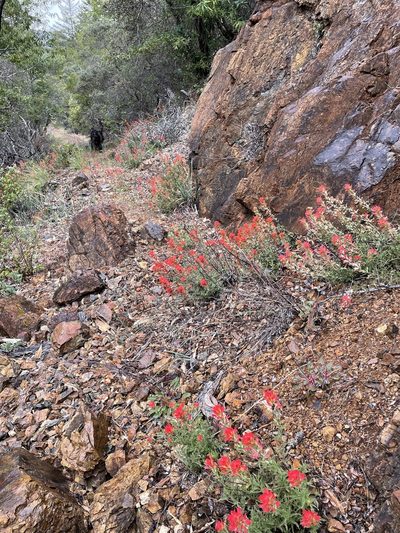 Castilleja martini, photographed by Roger Raiche
