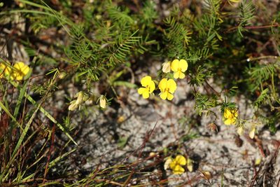 Gompholobium pinnatum, photographed by Greg Tasney