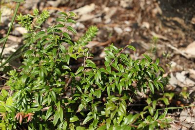 Austromyrtus dulcis, photographed by Greg Tasney