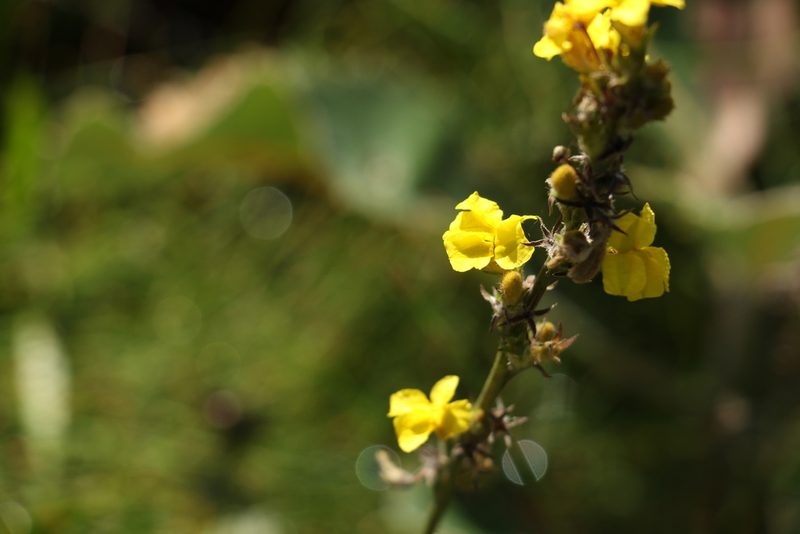 Goodenia stelligera, photographed by Greg Tasney