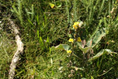 Goodenia stelligera, photographed by Greg Tasney