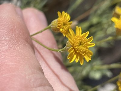Thymophylla pentachaeta