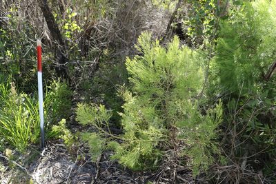 Exocarpos cupressiformis, photographed by Greg Tasney