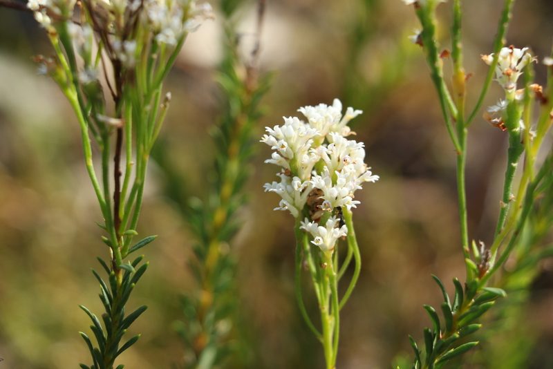 Conospermum taxifolium, photographed by Greg Tasney