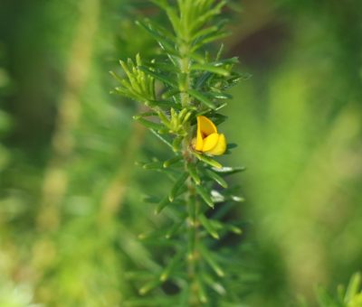 Aotus ericoides