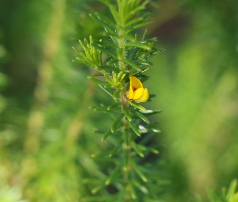 Aotus ericoides, photographed by Greg Tasney