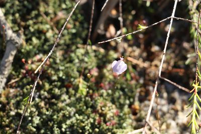 Utricularia lateriflora, photographed by Greg Tasney