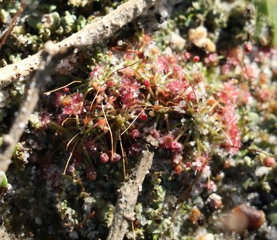 Drosera pygmaea, photographed by Greg Tasney