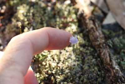 Utricularia lateriflora, photographed by Greg Tasney