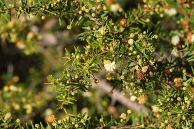 Acacia ulicifolia, photographed by Greg Tasney