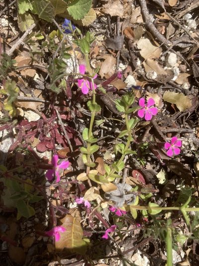 Saponaria calabrica, photographed by Andre Hosper