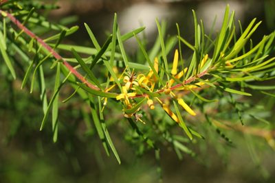Persoonia virgata, photographed by Greg Tasney