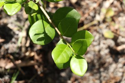 Cyclophyllum coprosmoides, photographed by Greg Tasney