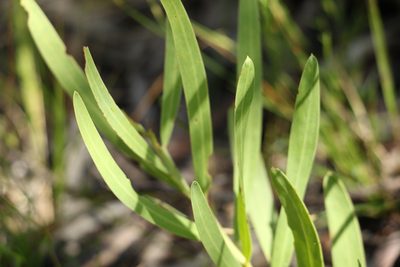 Acacia suaveolens, photographed by Greg Tasney