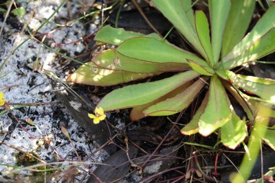Goodenia mystrophylla, photographed by Greg Tasney