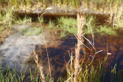Andropogon virginicus, photographed by Greg Tasney