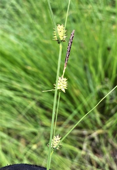 Carex serratodens, photographed by Roger Raiche