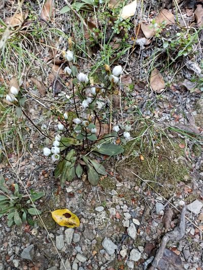 Gentianella tenuifolia, photographed by Oscar Dove