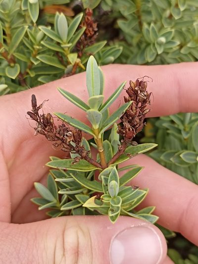 Veronica topiaria, photographed by Oscar Dove