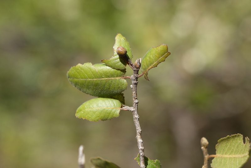 Perrierodendron boinense, photographed by Romer N. Rabarijaona