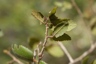 Perrierodendron boinense, photographed by Romer N. Rabarijaona