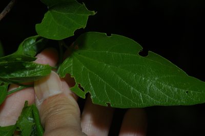 Celtis laevigata, photographed by Michelle W. （鍾偉瑋）