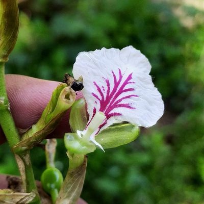 Elettaria cardamomum, photographed by Amar Bharathy
