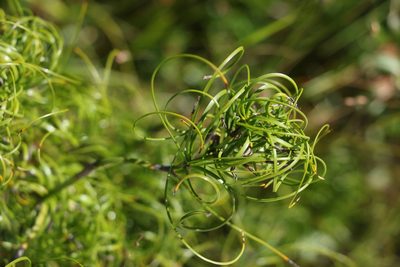 Caustis flexuosa, photographed by Greg Tasney