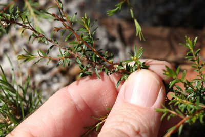 Pseudanthus orientalis, photographed by Greg Tasney