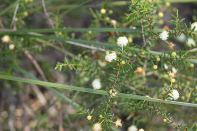 Acacia ulicifolia, photographed by Greg Tasney