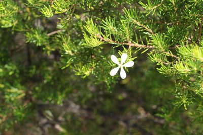 Ricinocarpos pinifolius, photographed by Greg Tasney