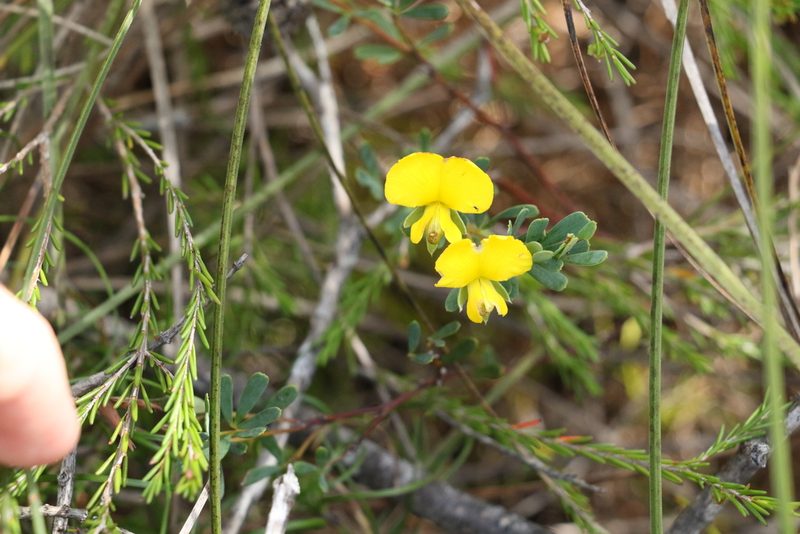 Gompholobium virgatum, photographed by Greg Tasney